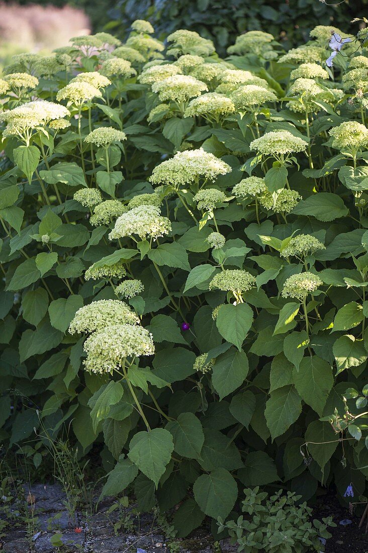 Hydrangea arborescens 'Annabelle' (shrub hydrangea) starting to flower