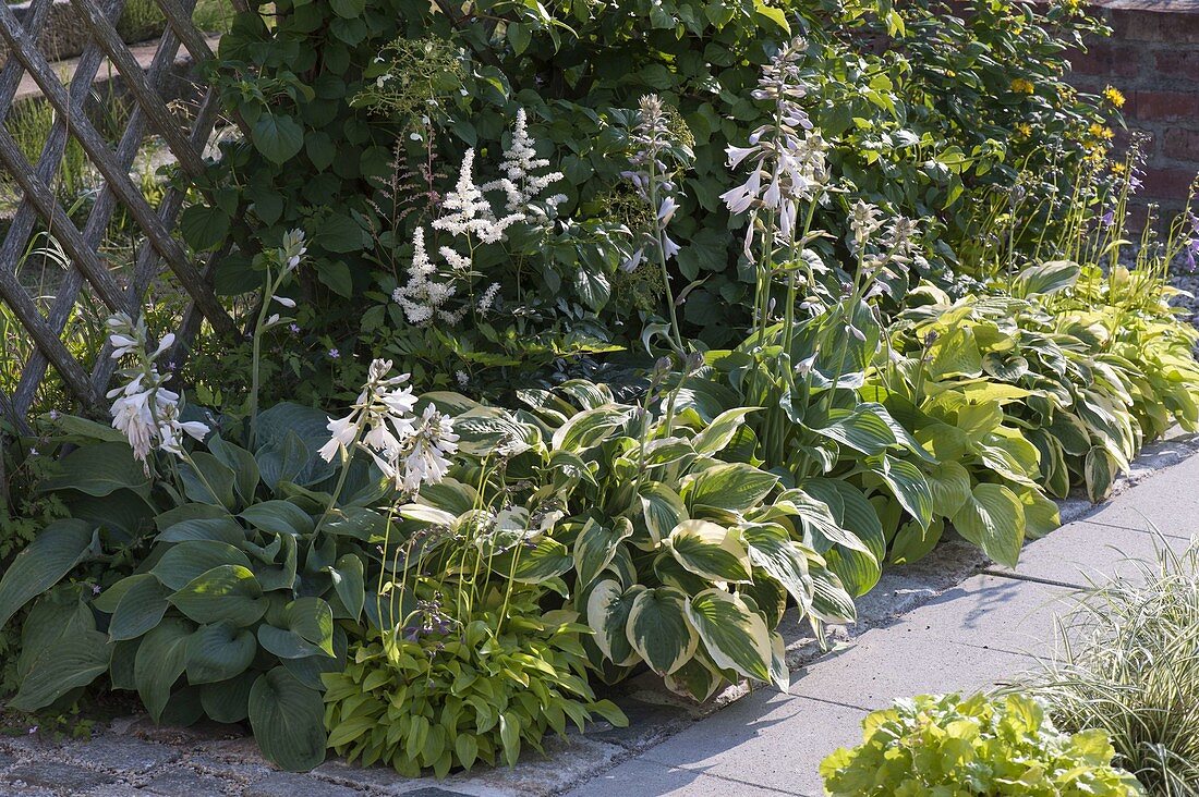 Shade bed with different Hosta (Funkien) in front of a trellis
