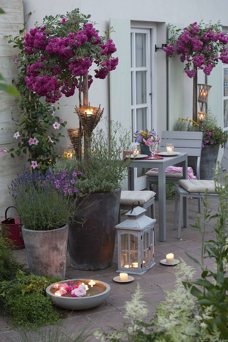 Rose high trunks with Ramblerrose 'Super Excelsa' on the terrace