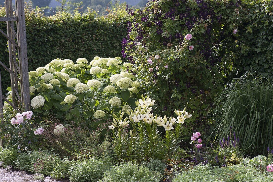 Hydrangea Arborescens Annabelle Bild Kaufen Image