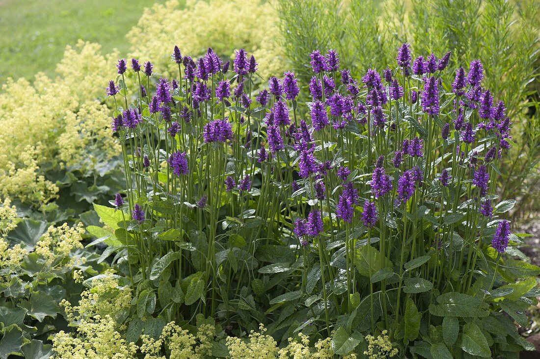 Stachys monnieri 'Hummelo' (Shaggy Zest)