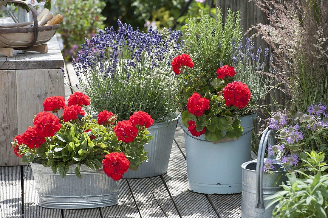 Pelargonium zonale Classic 'Atlantis' (Standing Geranium), lavender