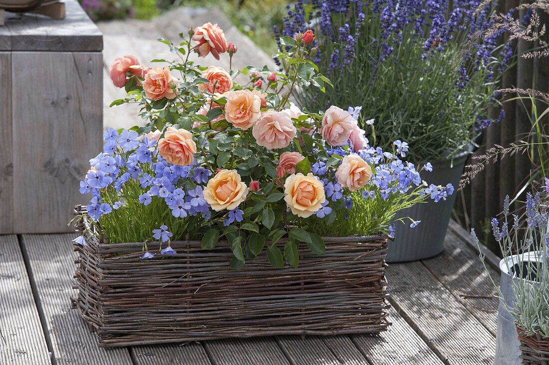 Pink 'Olympic Palace' (bed rose) and Viscaria oculata 'Blue'