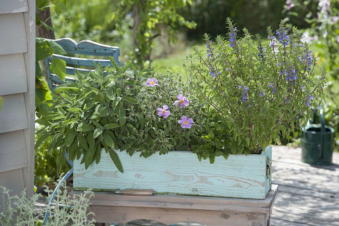 Wooden box planted with tea herbs