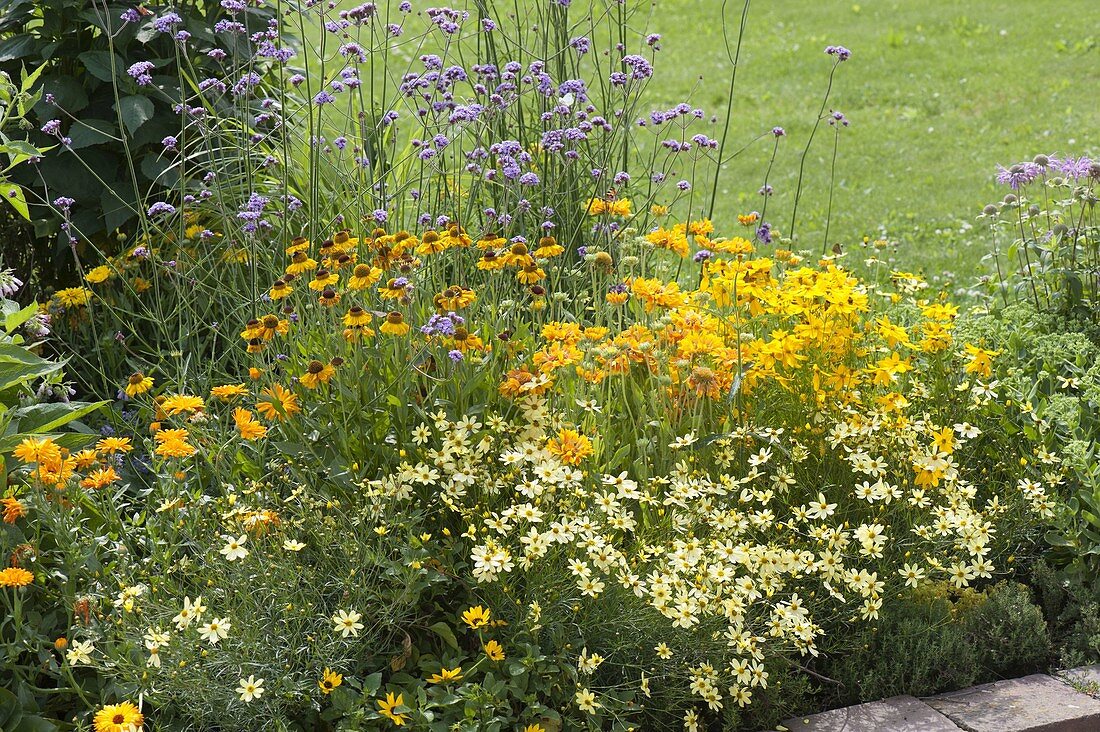 Yellow summer bed with perennials and summer flowers