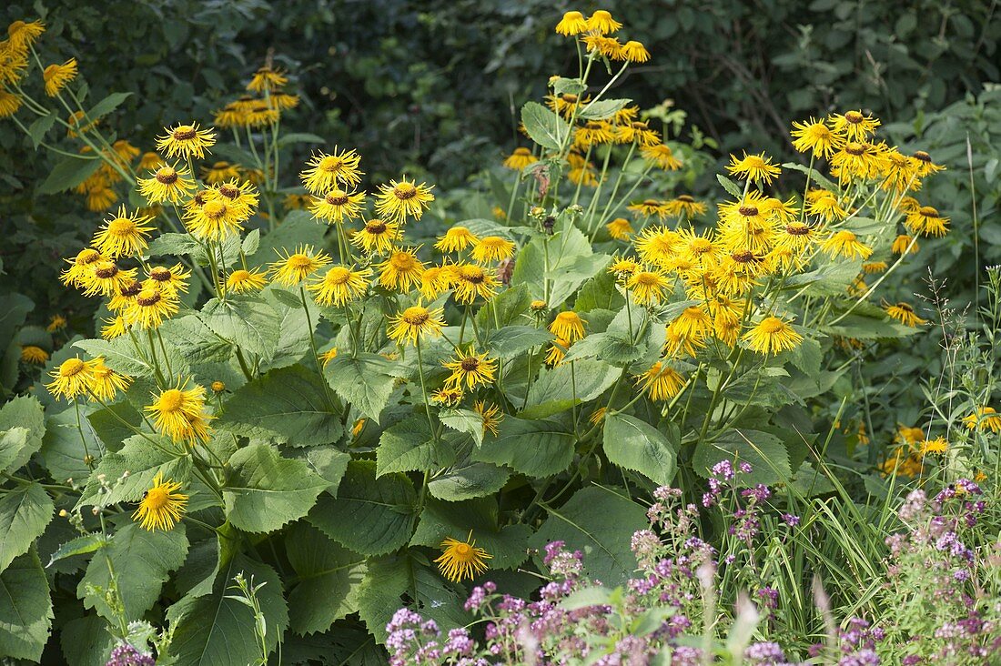 Inula helenium (elecampane)