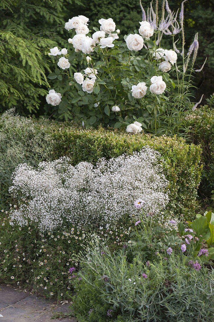 Rosa Renaissance 'Nina' White (shrub rose), strong fragrance, breeder Poulsen