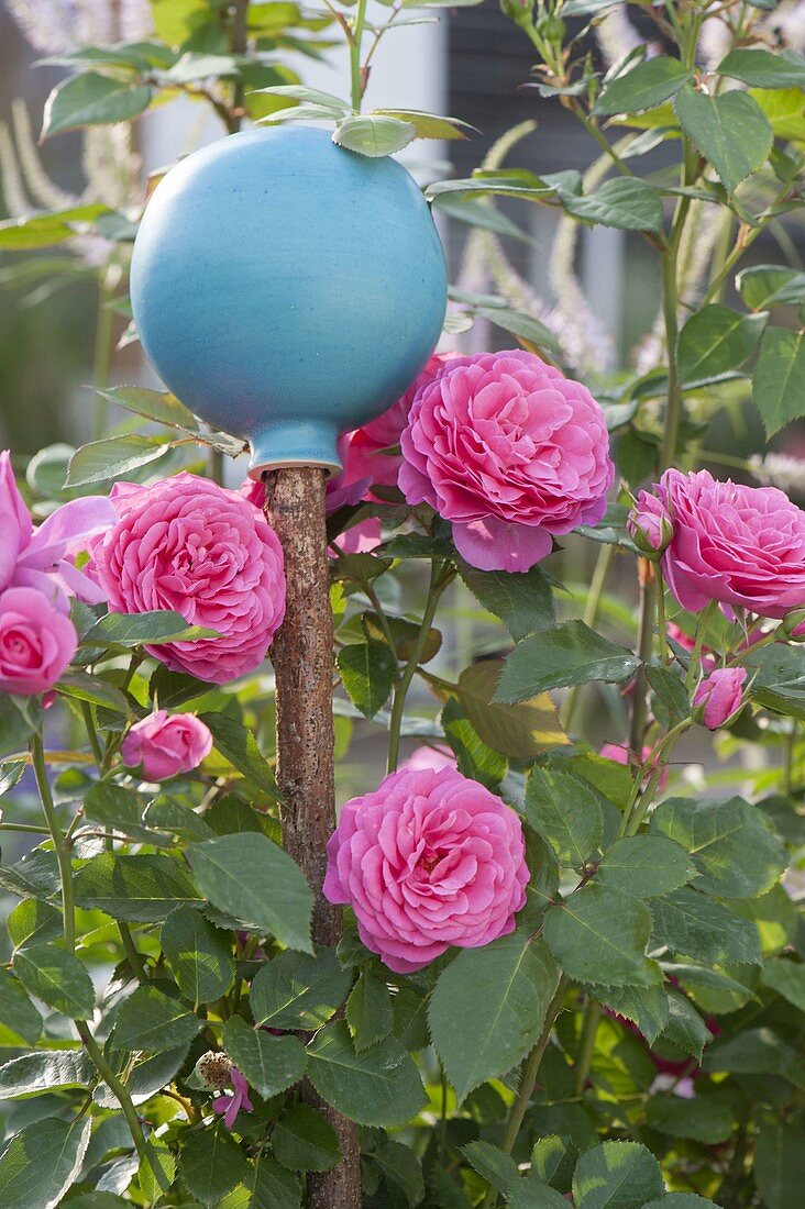 Turquoise rose ball with Rosa Renaissance 'Lea' (shrub rose)
