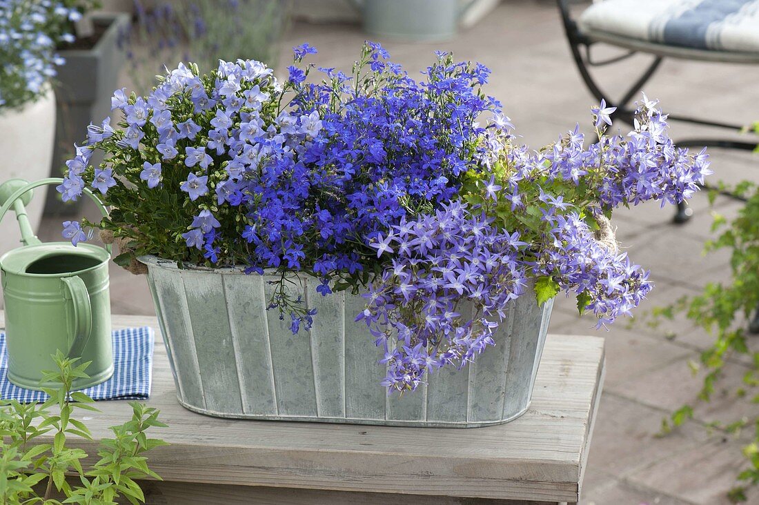 Blue planted box with Campanula garganica, portenschlagiana