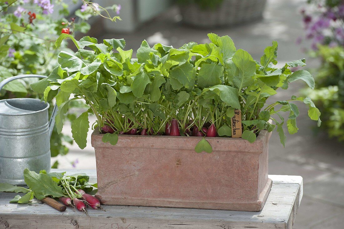 Radish in a terracotta pot