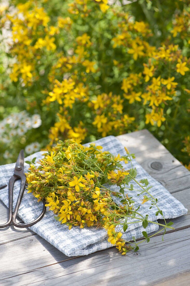 Harvest of St. John's wort