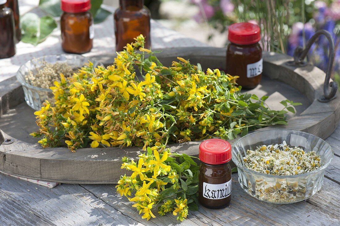 Freshly harvested St. John's wort (Hypericum perforatum) on wooden tray