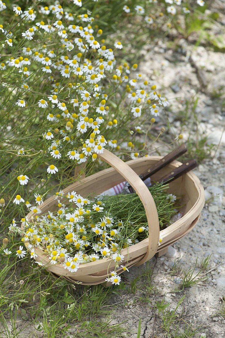 Frisch geerntete Kamille (Matricaria chamomilla) in Spankorb