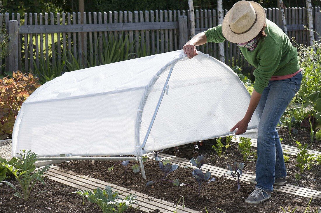 Plant red cabbage in the bed