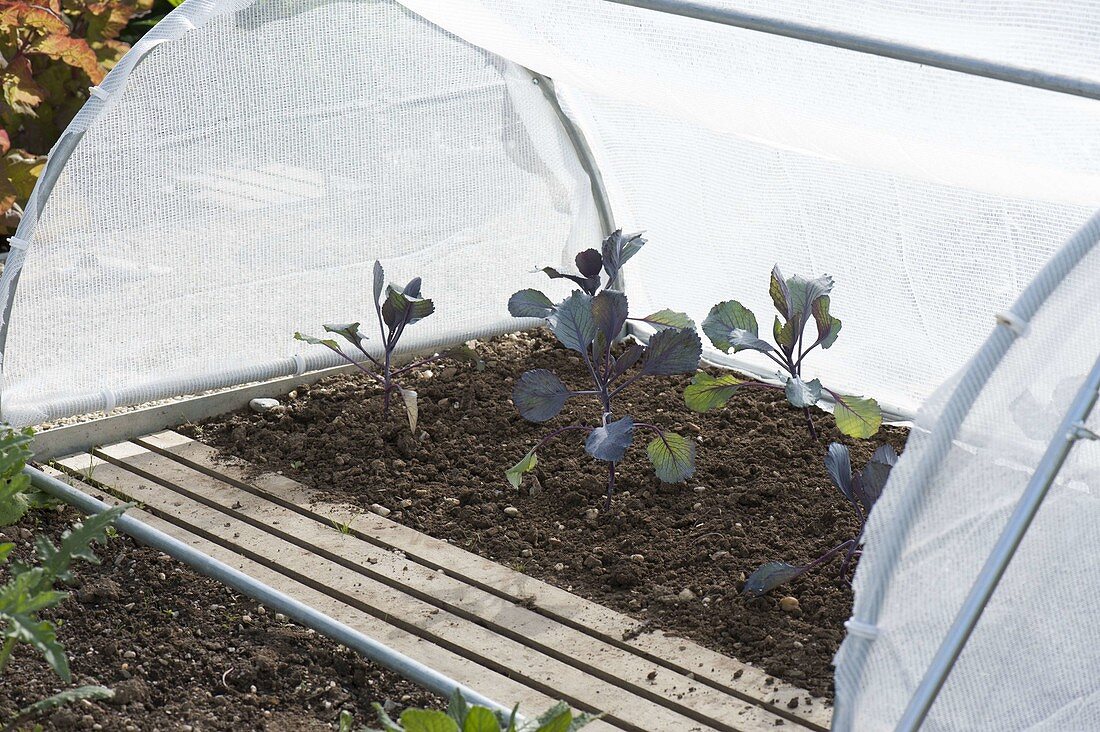 Plant red cabbage in the bed