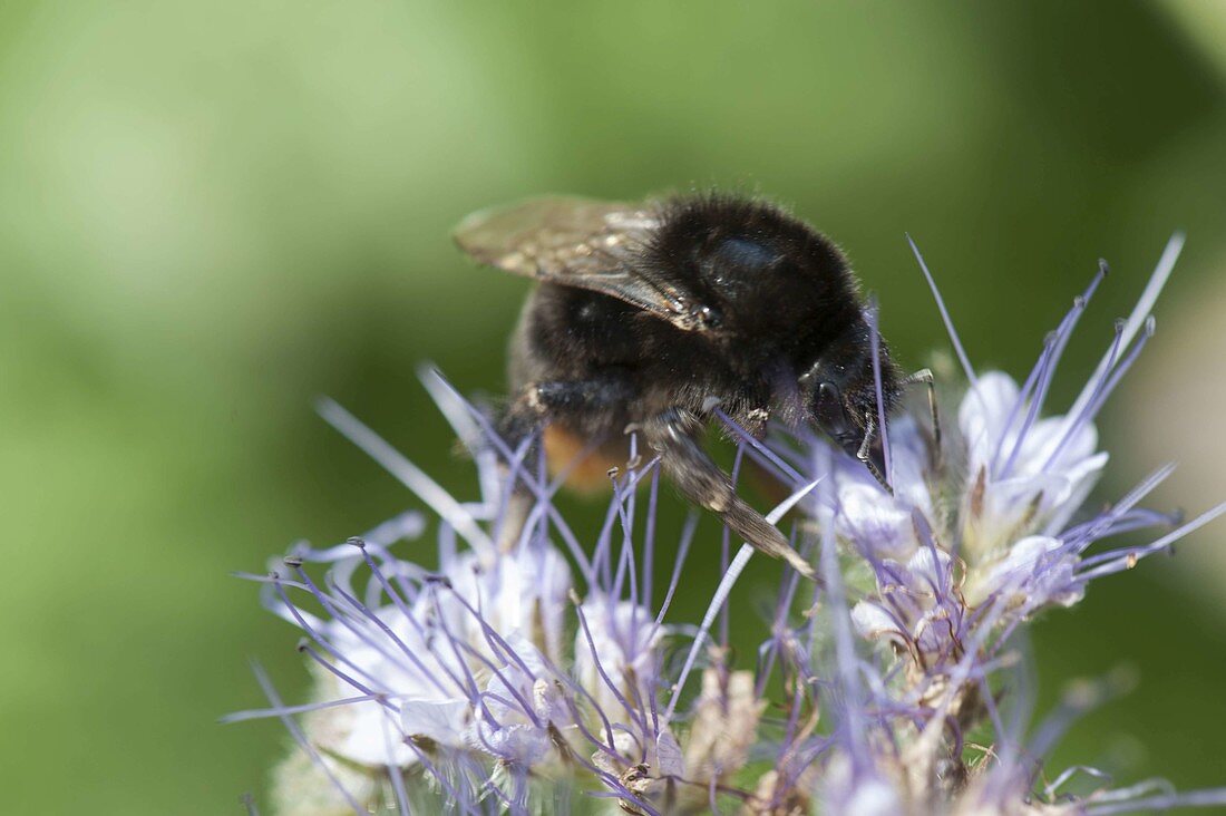 Bumblebee, stone bumblebee (Bombus lapidarius) on Phacelia (bee friend)
