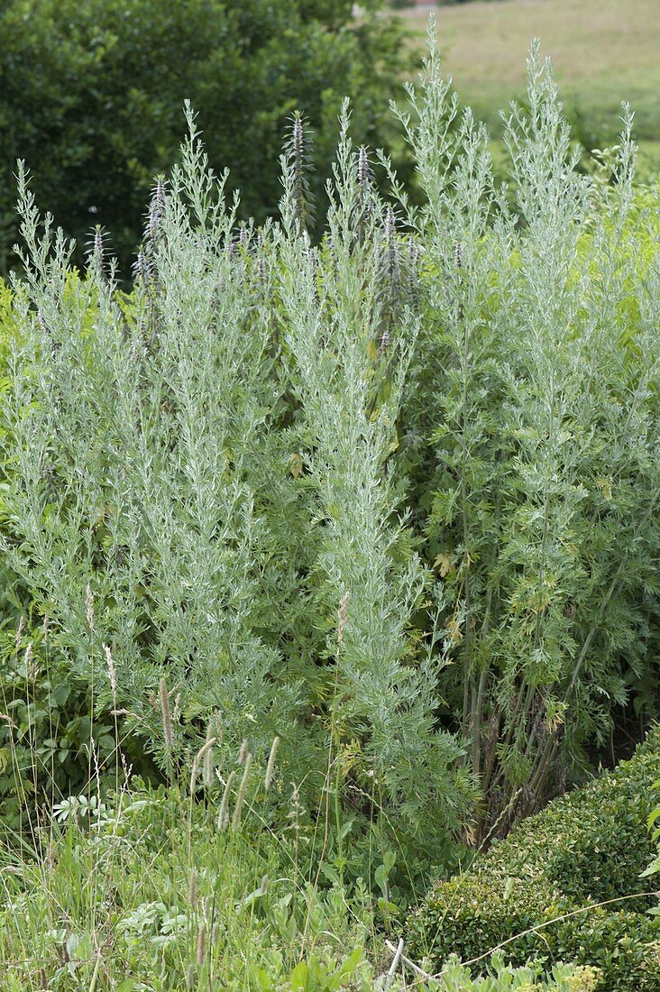 Artemisia absinthium 'Lambrook Silver' (rue)