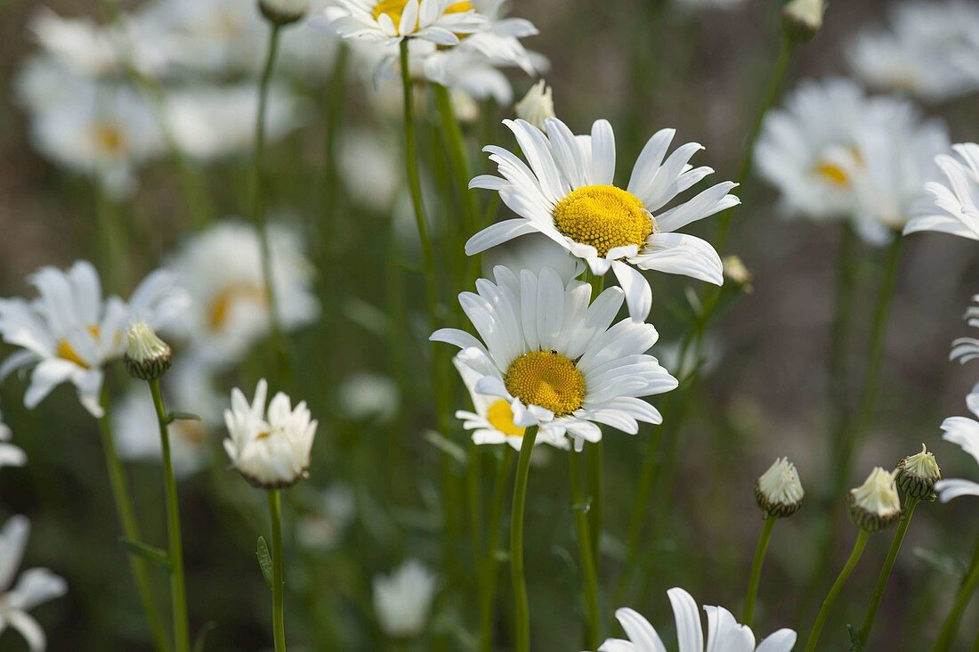 Leucanthemum x superbum (summer daisy)