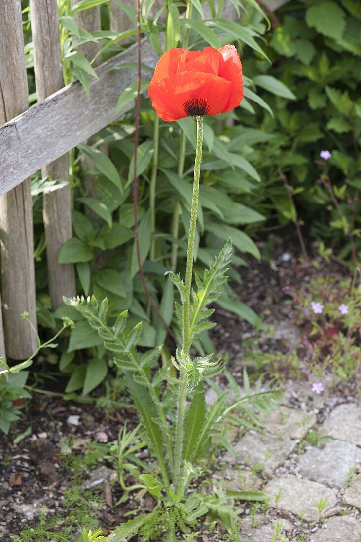 Papaver orientalis (perennial poppy), likes to self-seed