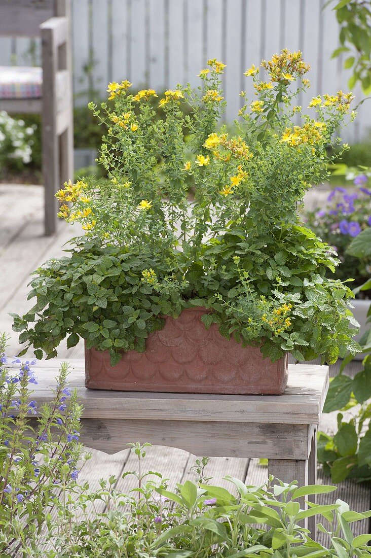 Terracotta box with tea herbs for relaxation