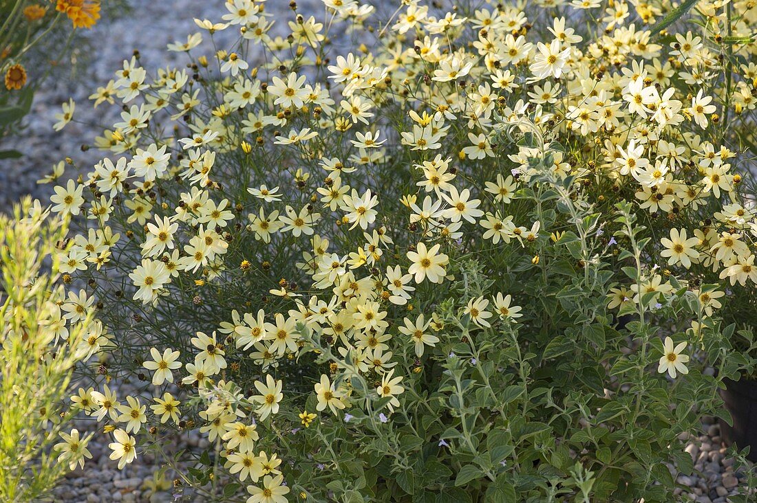 Coreopsis 'Moonbeam' (Mädchenauge)