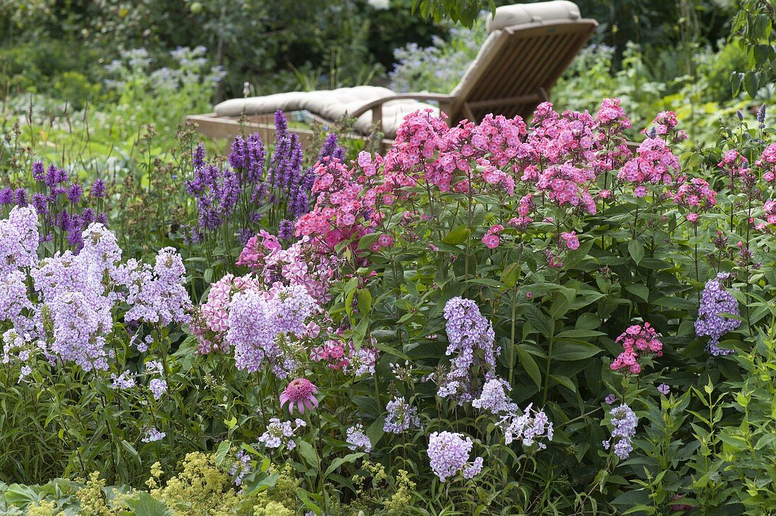 Perennial flowerbed with Stachys 'Hummelo', Phlox maculata 'Natascha'