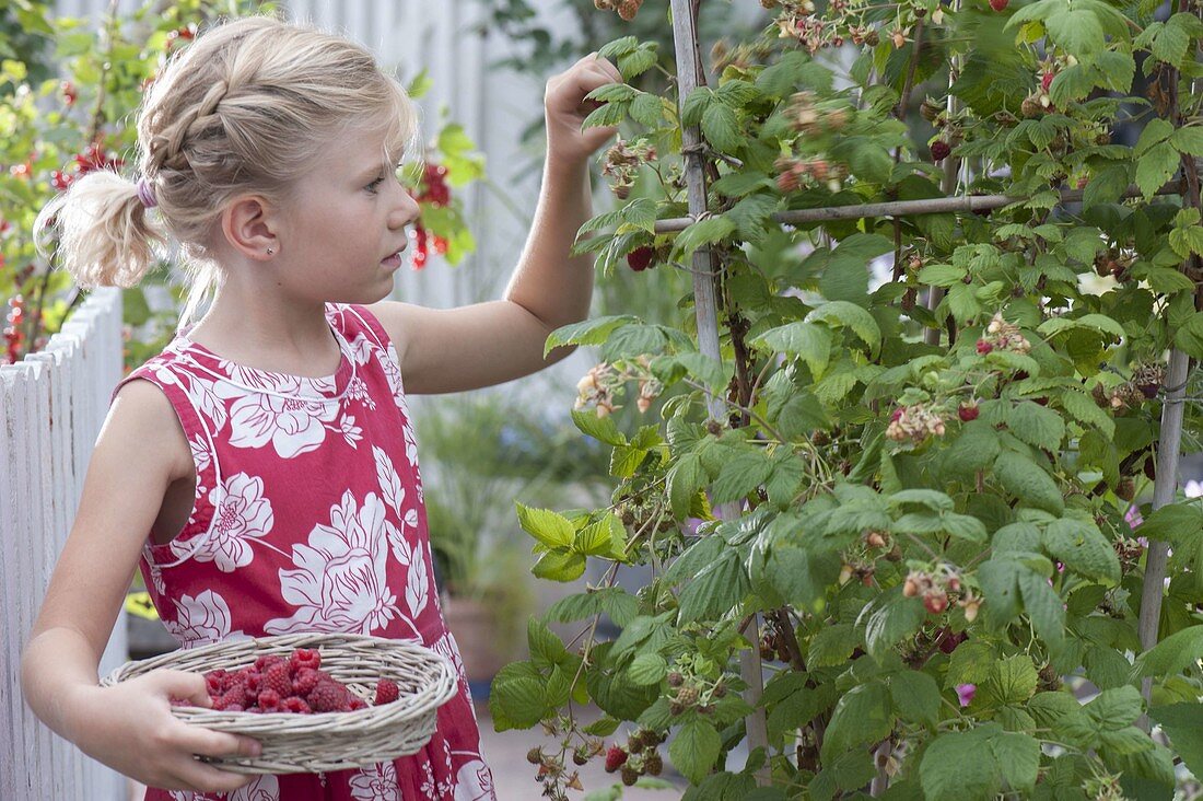 Girl harvesting raspberries (Rubus) in a bucket