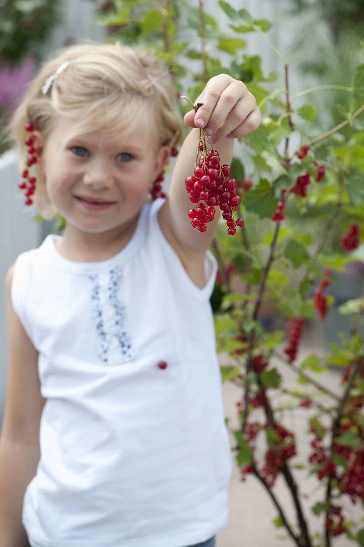 Mädchen pflückt Johannisbeeren (Ribes rubrum)