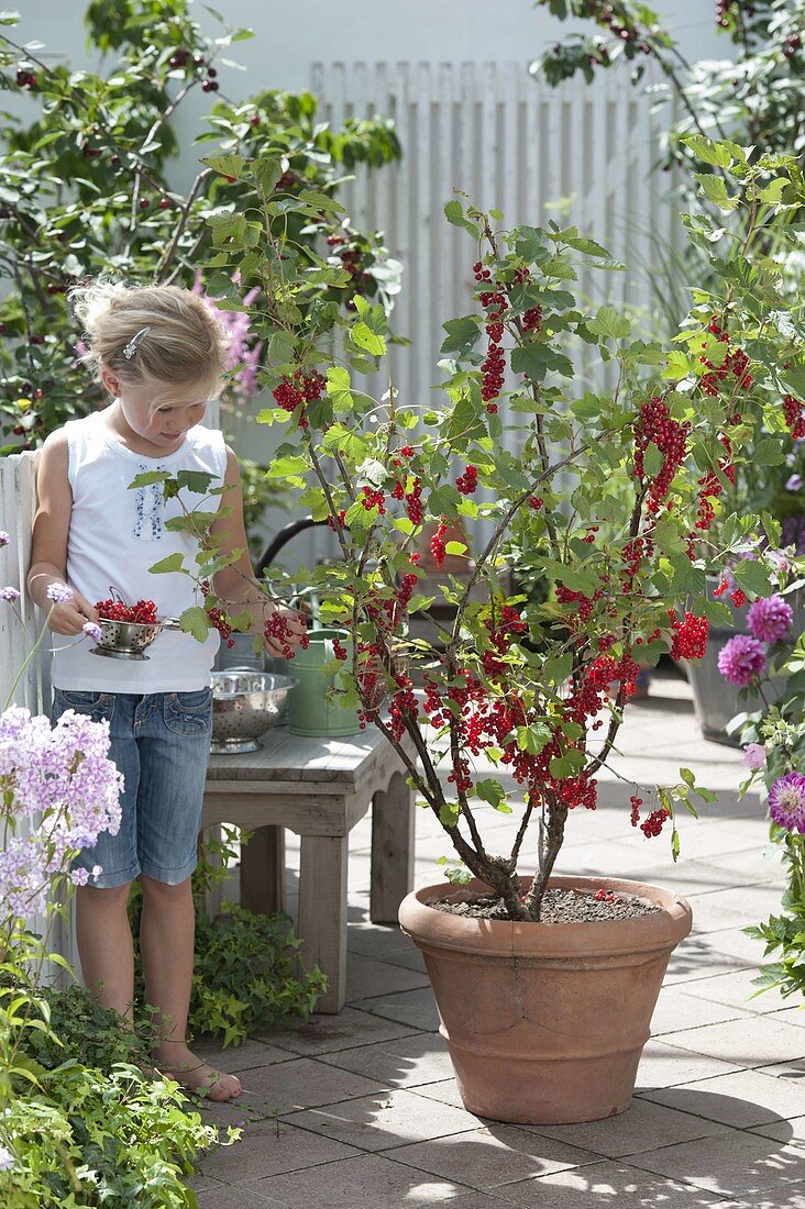 Mädchen pflückt Johannisbeeren (Ribes rubrum)