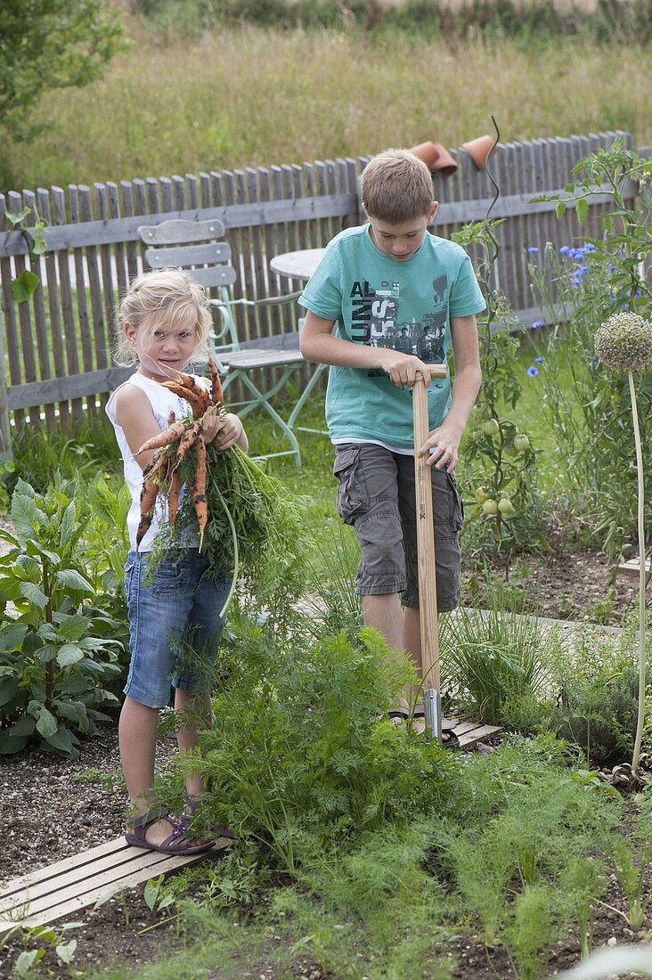 Girl and boy harvesting carrots (Daucus carota)