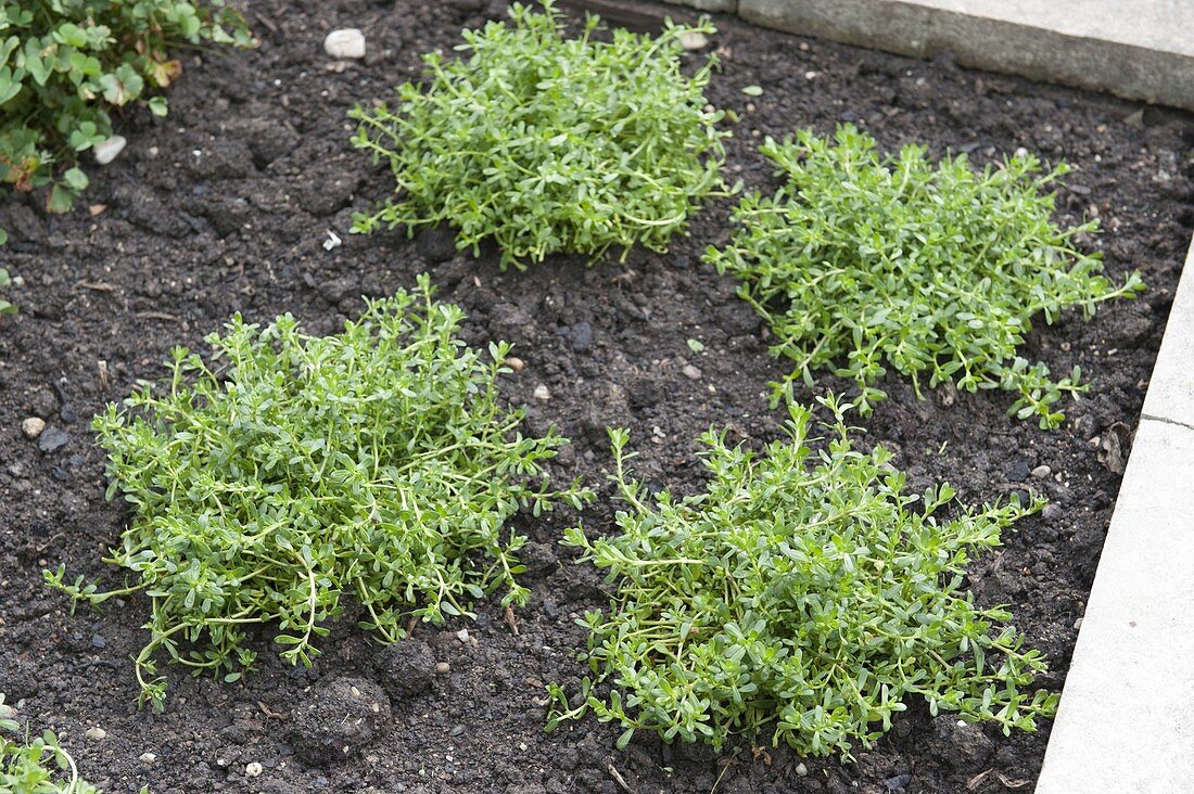 Brahmi (Bacopa monnieri) as a riparian plant