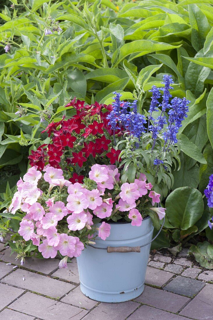 Bucket planted with Petunia Bingo 'Pink Morn' (petunia), Nicotiana (ornamental tobacco)