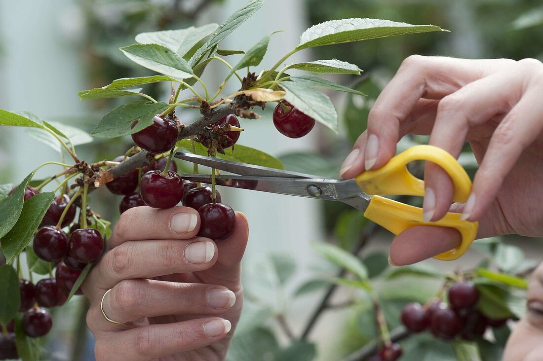 Cherries and sour cherries harvest, with scissors