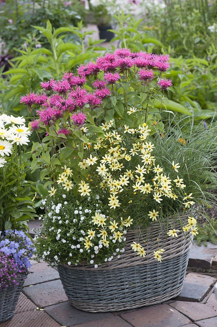 Basket planted with Monarda (Indian Nettle), Leucanthemum