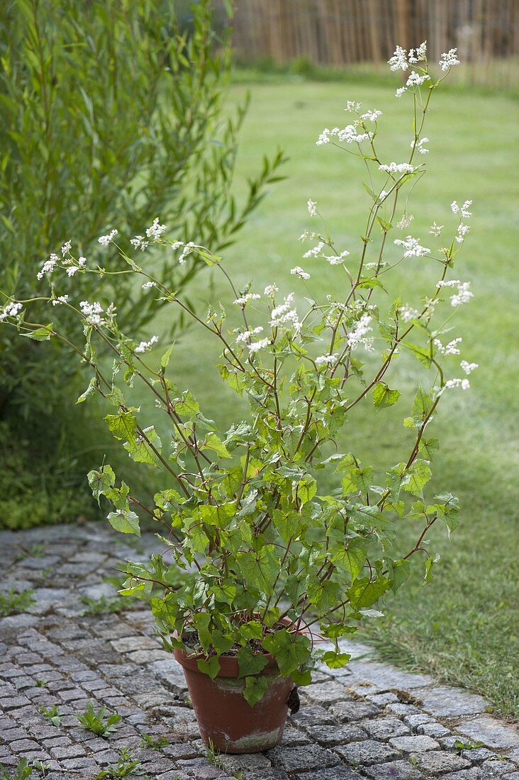 Baumspinat (Fagopyrum cymosum) wird auch wilder Buchweizen genannt