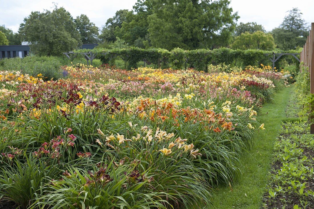 Perennial viewing garden Weihenstephan: Hemerocallis (daylilies)