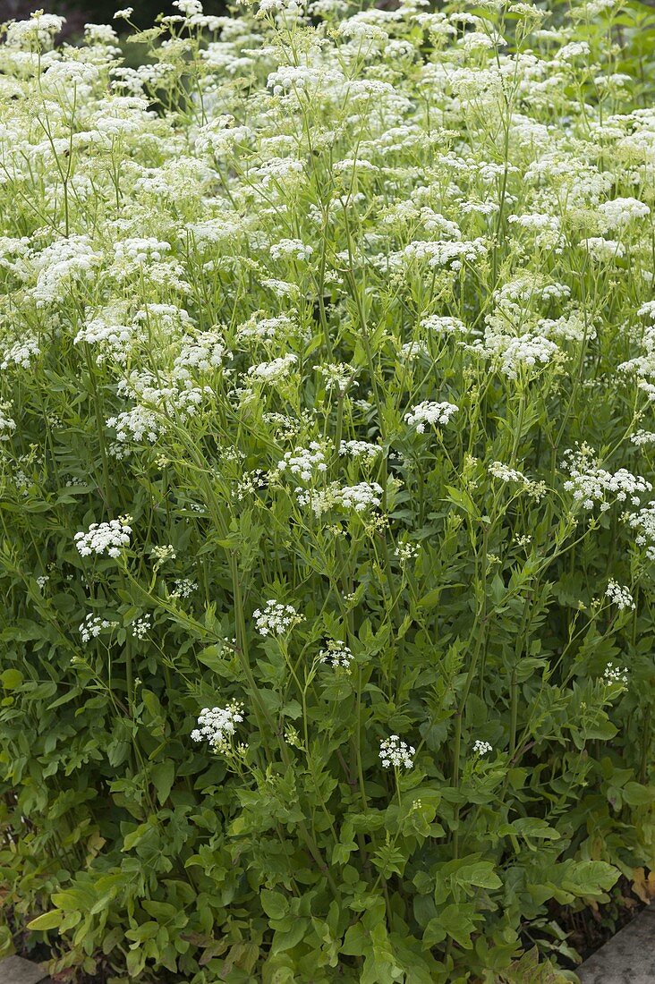 Sweetroot, sugar root (Sium sisarum)