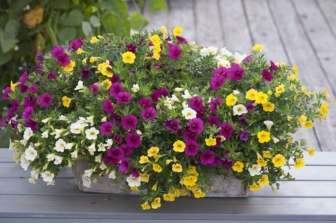 Terracotta box with Calibrachoa Celebration 'Sansibar' (magic bell)