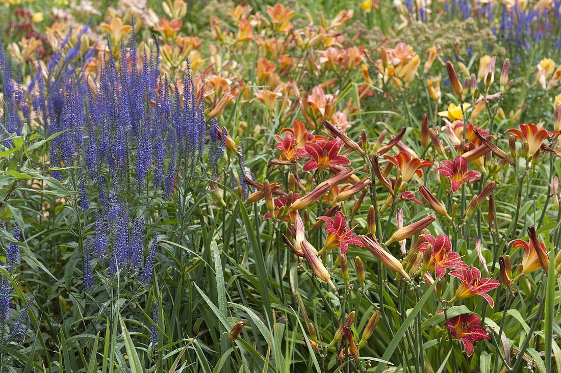 Veronica Longifolia 'Blauriesin' (Meadow Speedwell) and Hemerocallis
