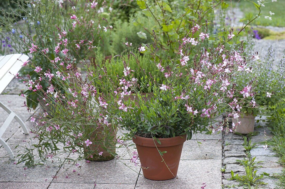 Gaura Lindheimeri 'Rosy Jane' (magnificent candle) in a clay pot