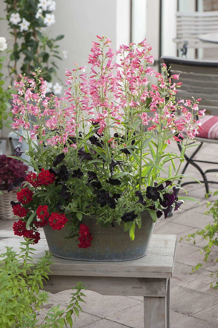 Zinc Pan with Penstemon Hybrid, Petunia Crazytunia