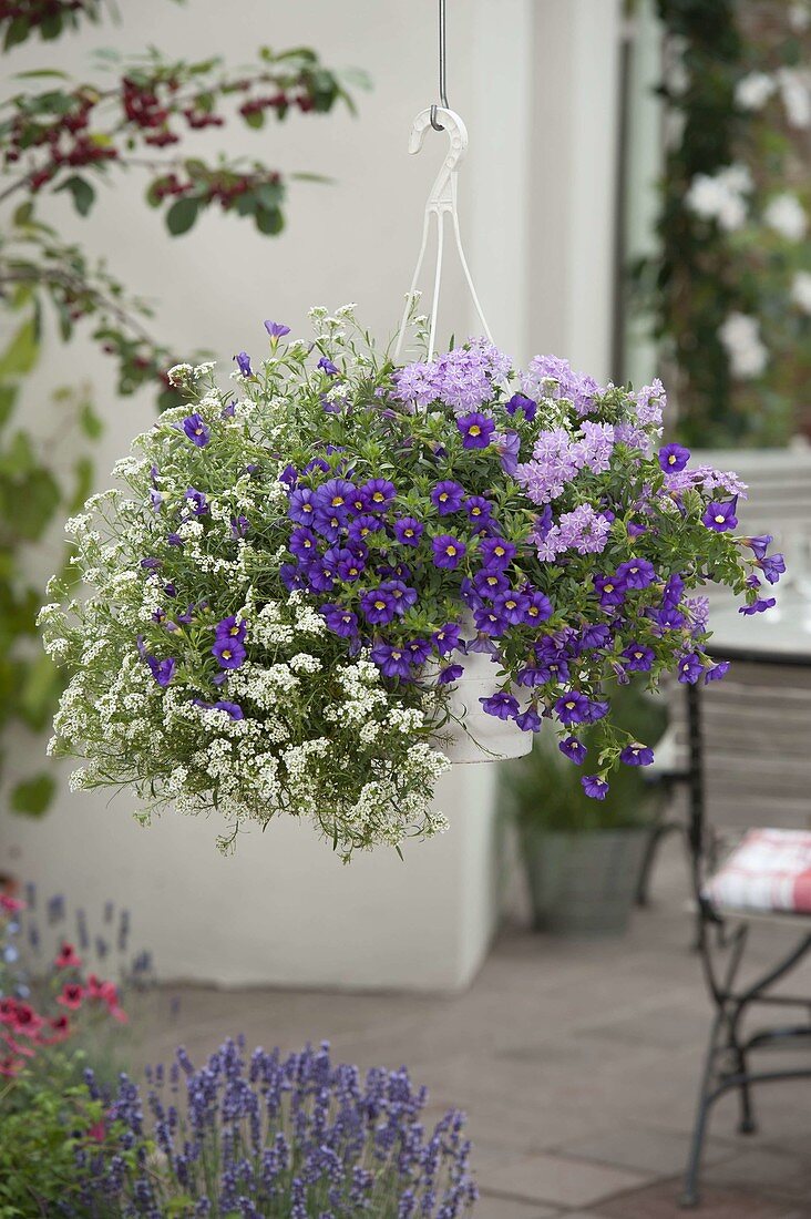 Ampoule pot with Lobularia 'Snow Princess' (scented stonewort), Calibrachoa