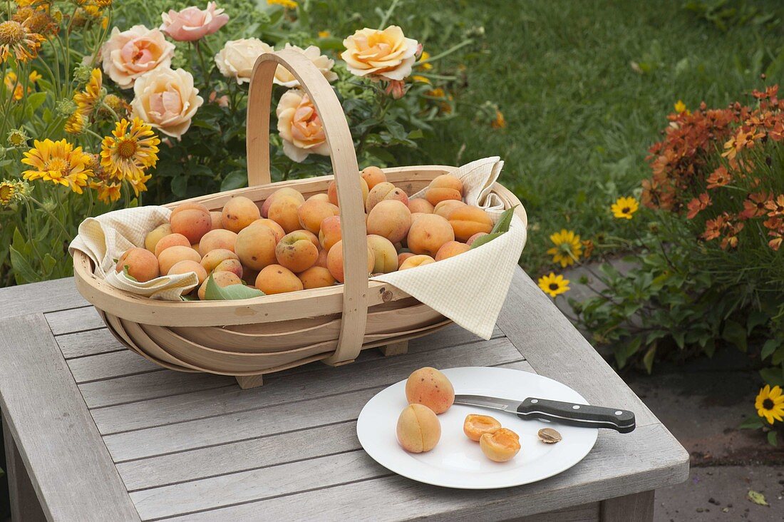 Apricot basket with freshly picked apricots (Prunus armeniaca)