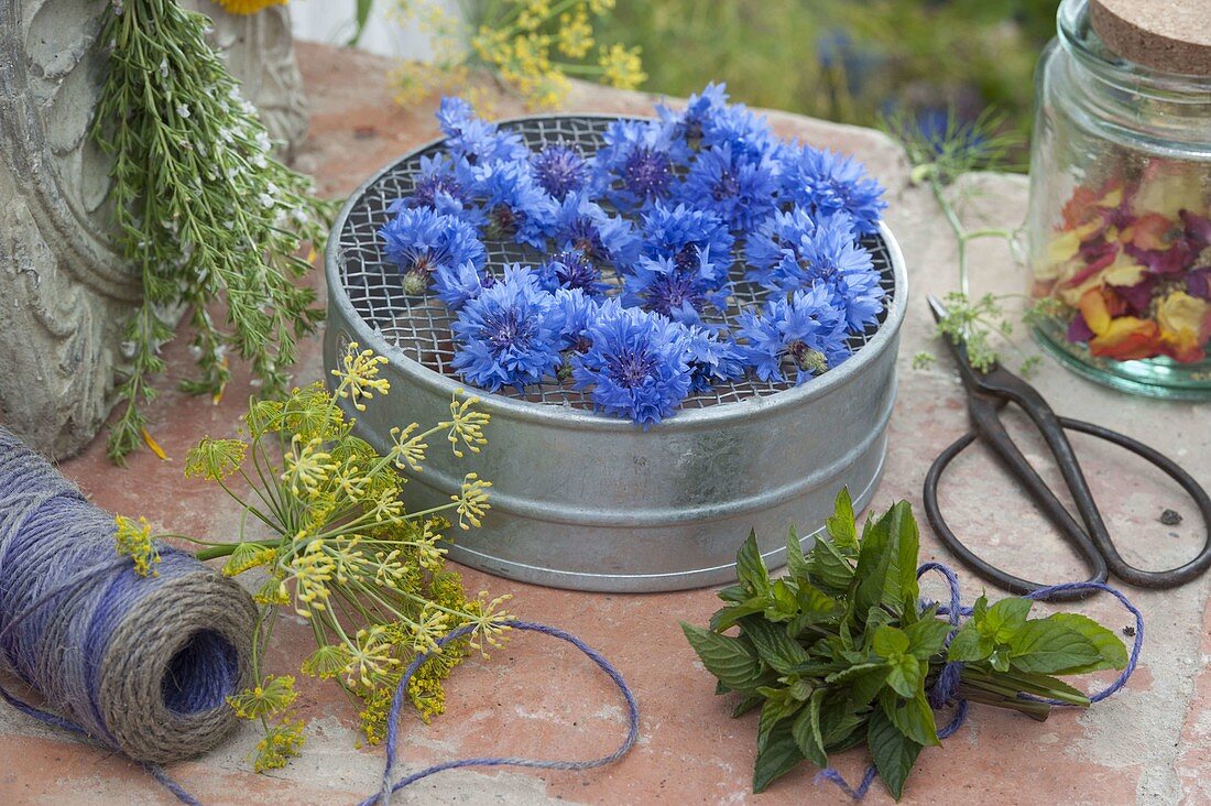 Drying herbs and flowers