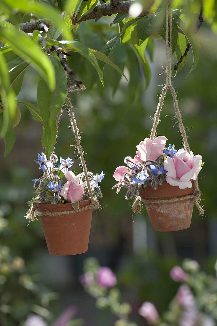 Kleine Straeusse aus Rosa (Rosen) und Borretsch (Borago) in Tontoepfen