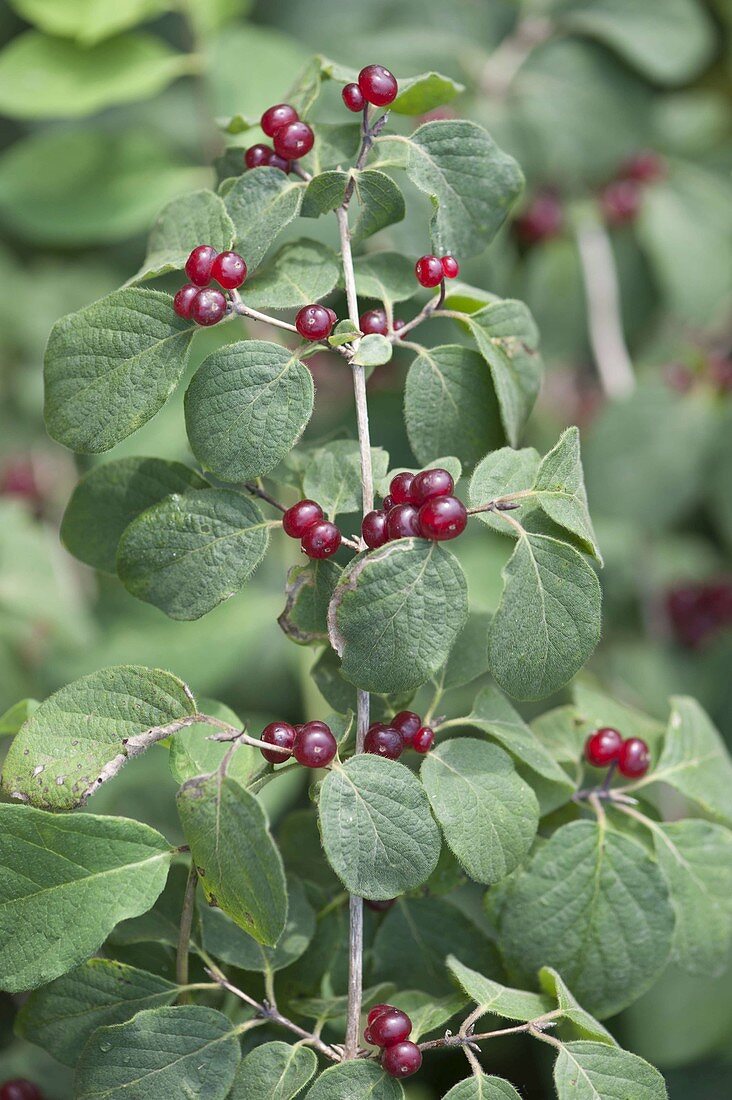 Zweig von Lonicera xylosteum (Heckenkirsche) mit Beeren