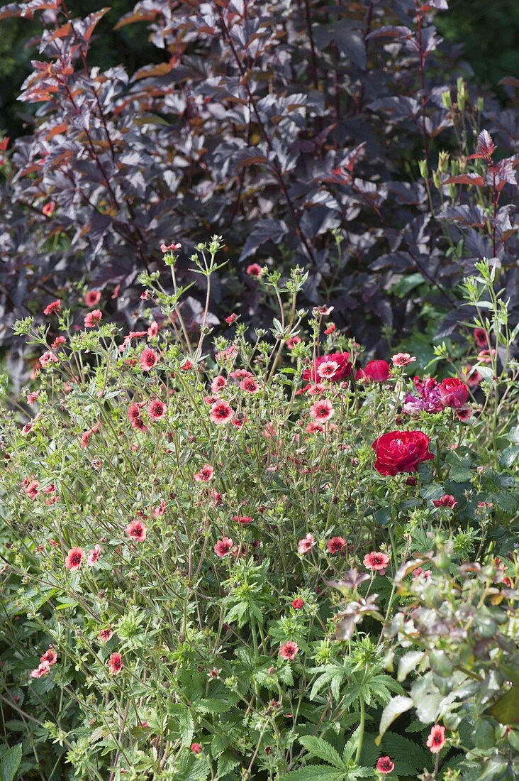 Potentilla nepalensis 'Miss Willmott' (cinquefoil) and pink (red roses)