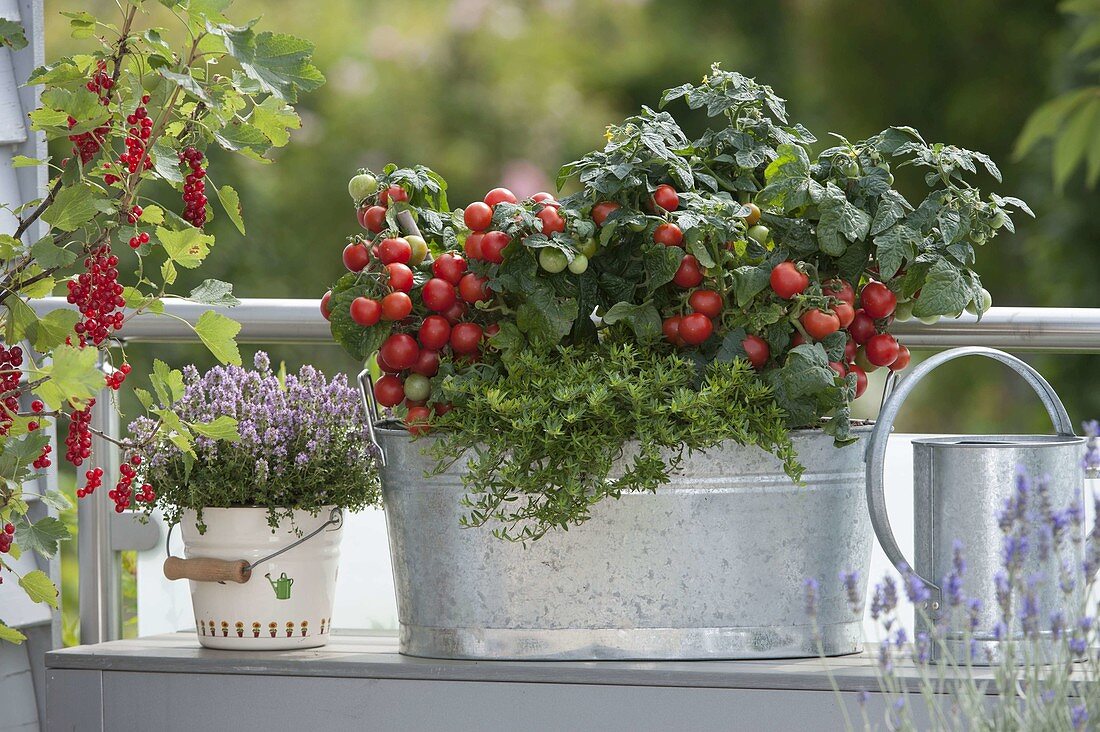 Tin box with balcony tomatoes 'balcony star', savory
