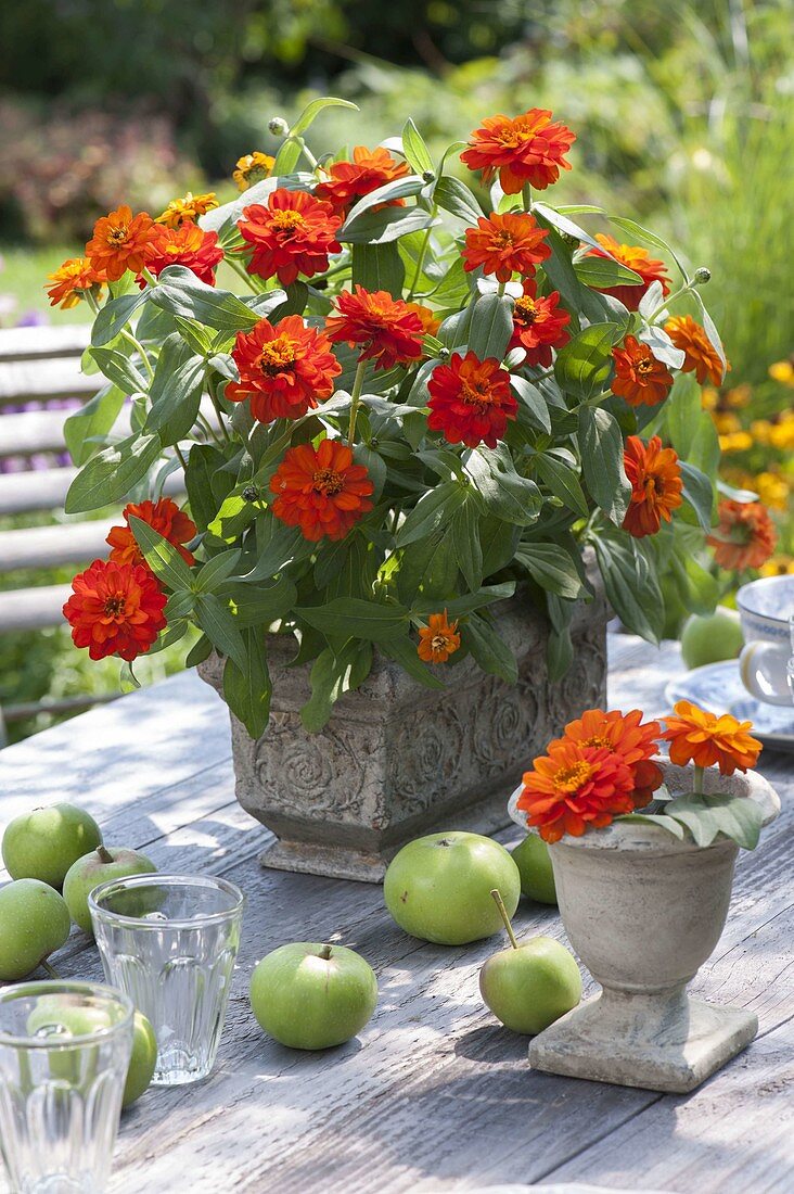 Zinnia (Zinnien) im rustikalen Kasten, grüne Äpfel (Malus)