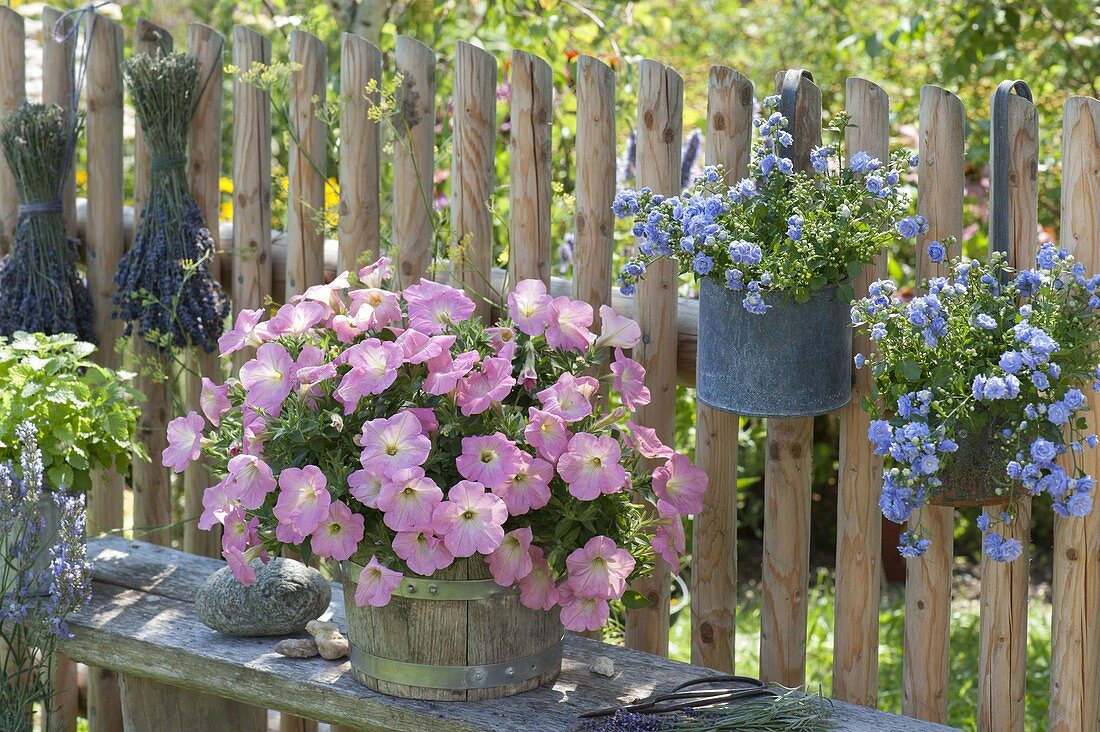 Petunia Bingo 'Pink Morn' in wooden bucket, Campanula carpatica